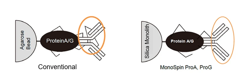 MonoSpin ProA ProG silica monolith vs. standard stationary phases